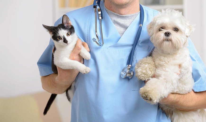 What are Common Pet Ailments and How to Prevent Them