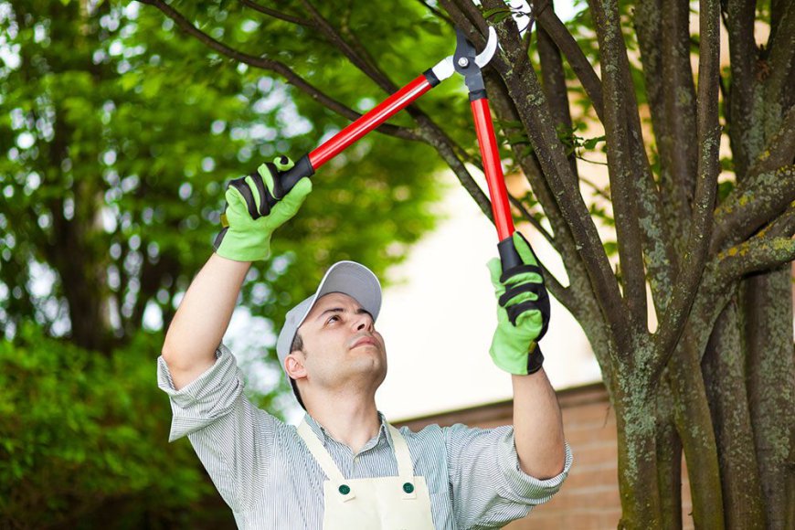 Professional Tree Trimming Services: Enhancing Safety and Aesthetics