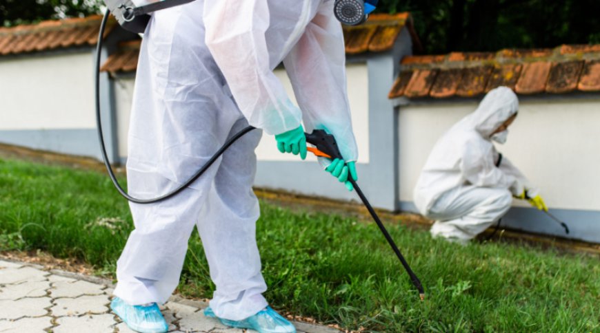 Effective Solutions for Exterminators in Conroe, TX and Pest Control in Tomball, TX