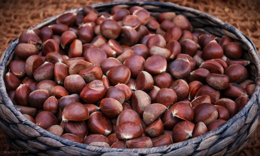 Chestnut Market Analysis, Size, Share, Growth, Trends, and Forecasts 2023-2030