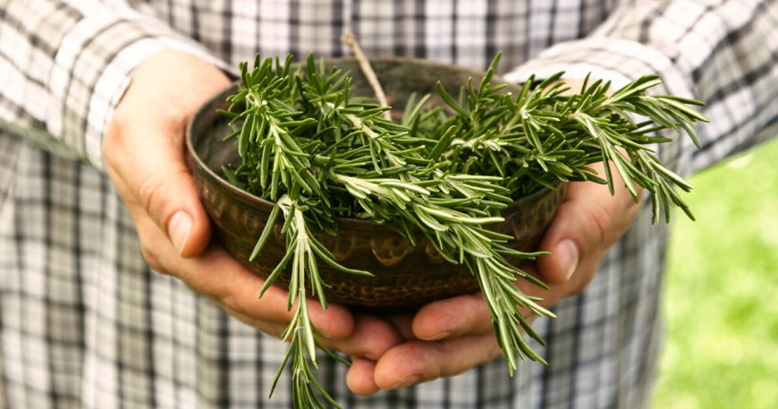 Boost Your Health and Flavor Profile with Our Exquisite Rosemary Leaves