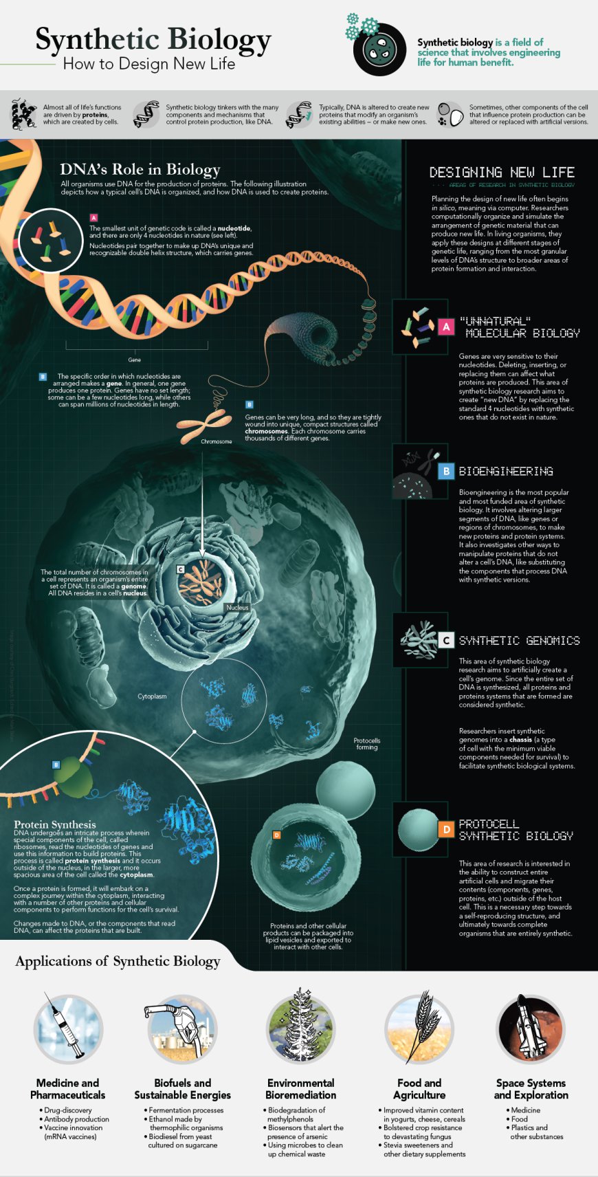 Synthetic Biology Market 2024 Global Insights and Business Scenario 2031 - Lumos Labs, Elevate Labs, Popreach Corporation, Cognifit