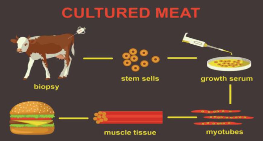 Cultured Meat Market Overview Highlighting Major Drivers | Aleph Farms, Eat Just, Believer Meats, BlueNalu