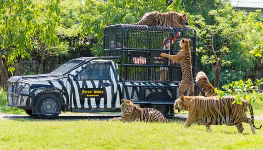 Why You Should Visit Safari World Bangkok: An In-Depth Look at the Ultimate Wildlife Adventure