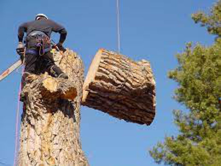 Guide to Safe and Effective Practices for Tree Removal.