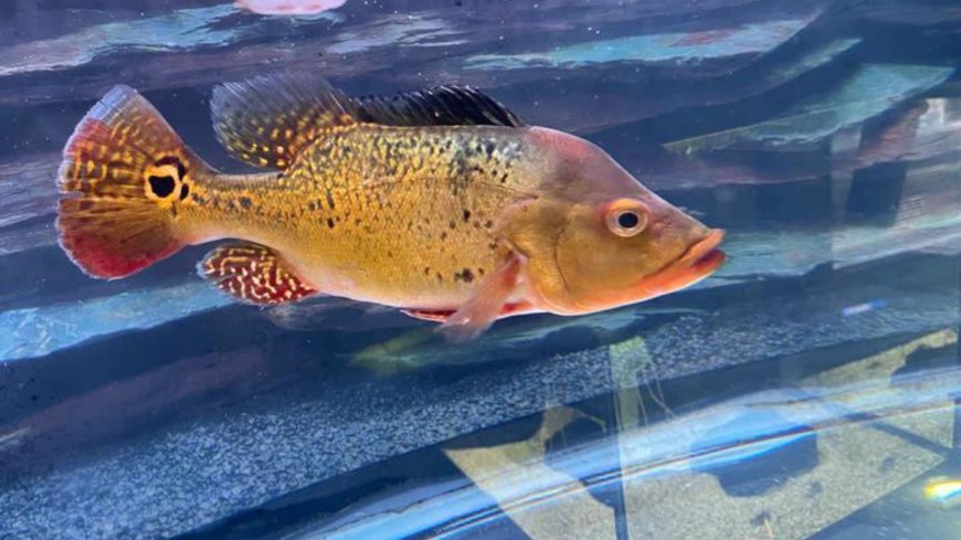 Why Ranchu Goldfish Are the King of Fancy Goldfish