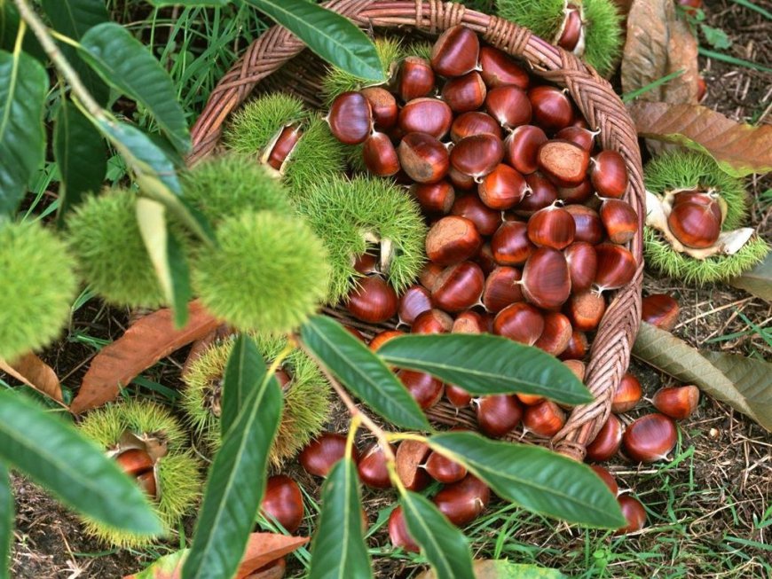 Chestnut Market Analysis, Size, Share, Growth, Trends Forecasts 2023-2030