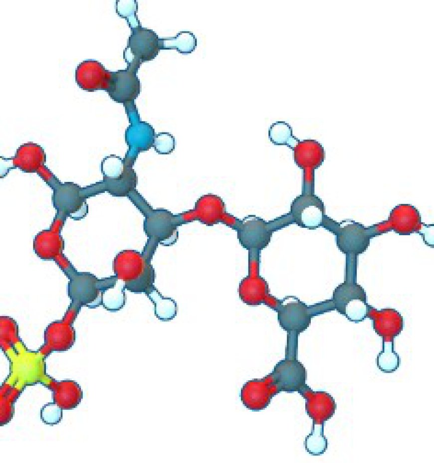 Chondroitin Sulfate Market Report 2024, Industry Trends, and Forecast Analysis