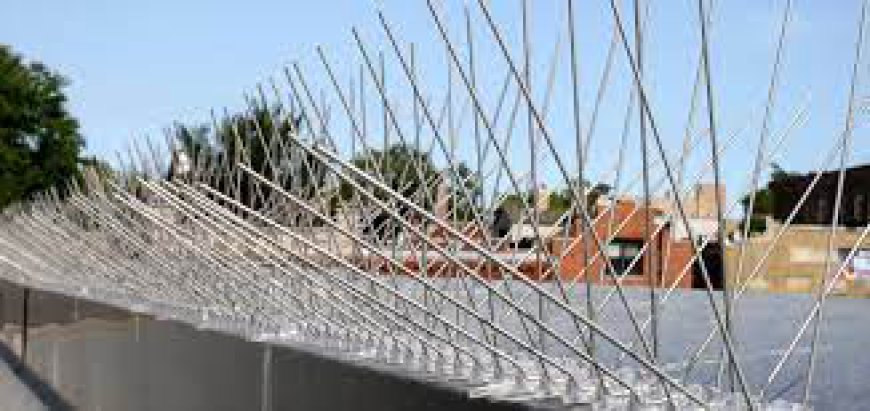 Bird Spikes Supplier in Dubai: A Comprehensive Guide