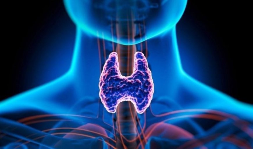 US Thyroid Glandular Supplement Market Analysis, Size, Share, Growth, Trends Forecasts 2023-2030