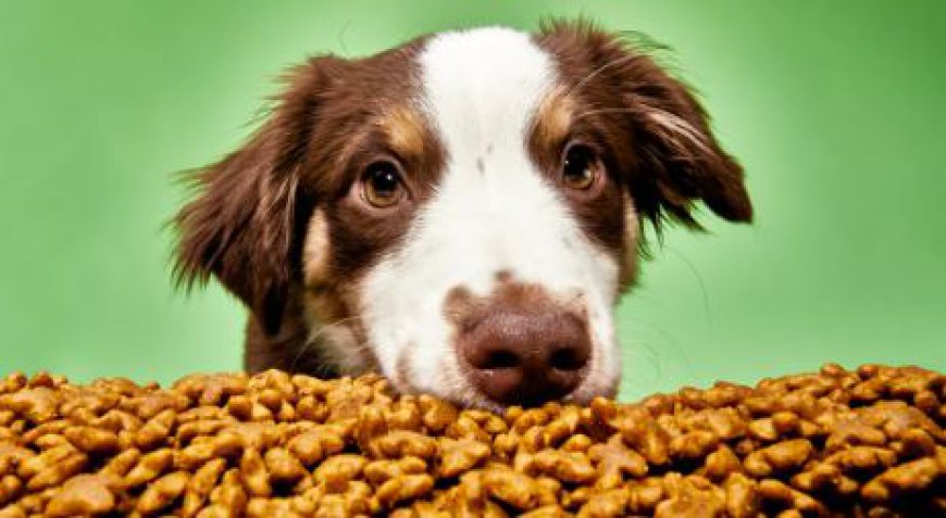 Dog Food Market Size, Share & Trends Analysis Report, 2024