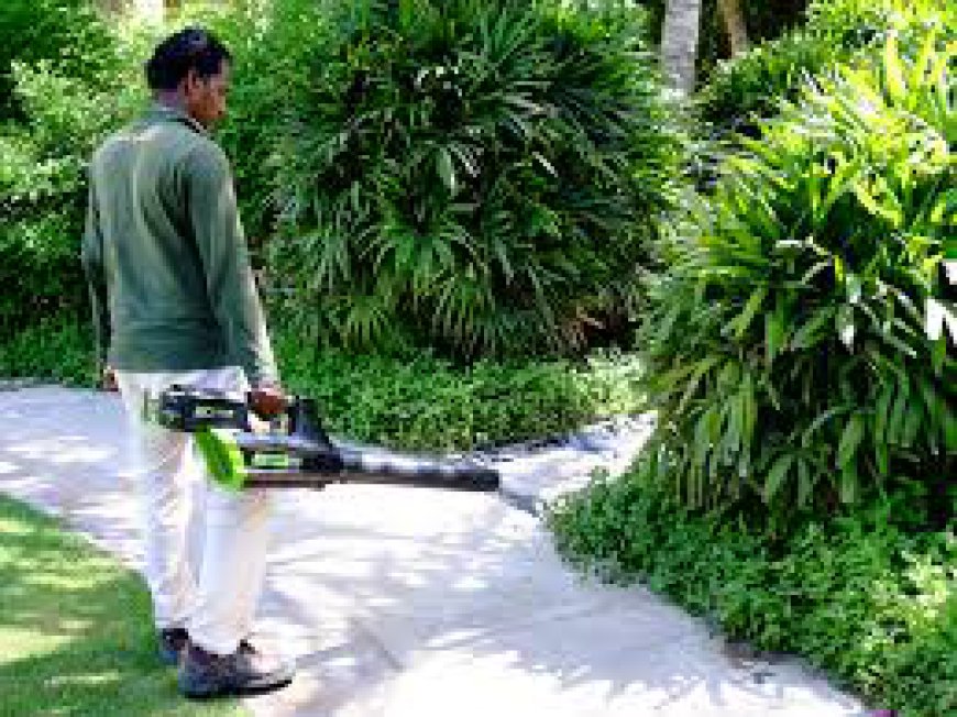 Top Signs Your Garden Needs Professional Maintenance