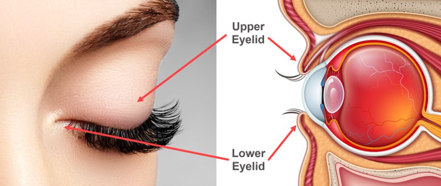 Expert Advice on Finding the Best Eyelid Surgery Doctor in Riyadh