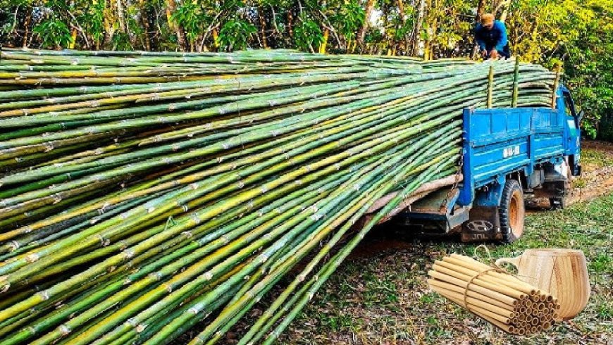 Sugar Cane Processing Plant Cost Report 2024: Setup Details, Business Plan and Raw Material Requirements