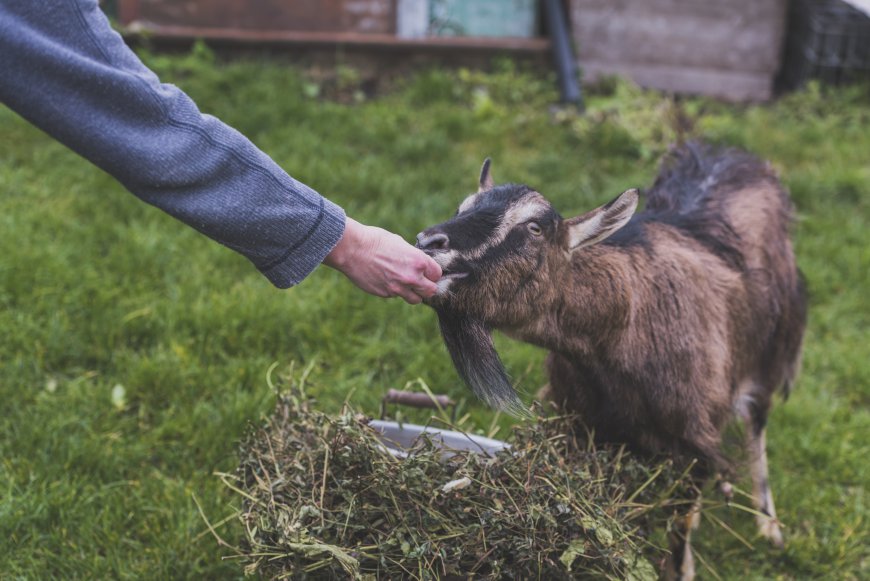  goat licking salt