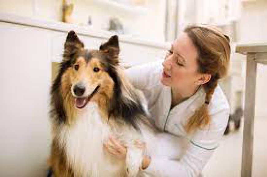 Tips for Selecting the Right Veterinarian in Winnipeg