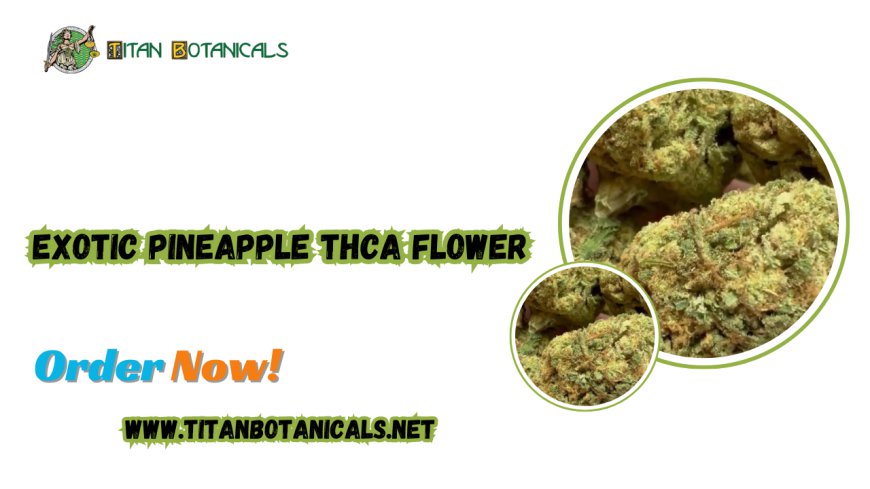 Exotic Pineapple THCA Flower – The Ultimate Tropical Smoking Experience