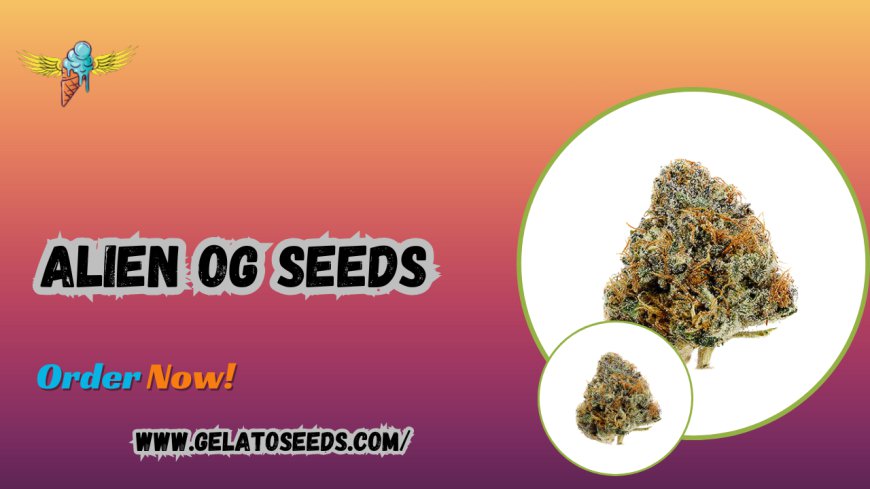 Discover the Power of Alien OG Seeds: A Balanced Hybrid Experience