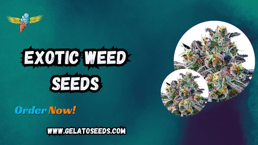 Discover the Best Exotic Weed Seeds and Hybrid Strains Online at Gelato Seeds