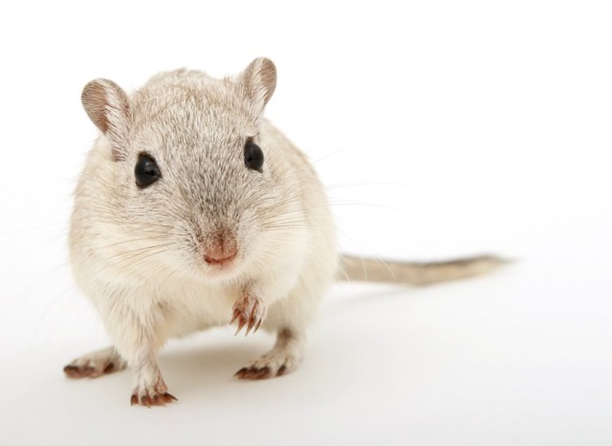 Tips for Choosing a Mice Exterminator in Houston