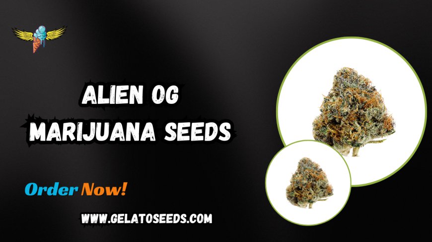 The Ultimate Guide to Growing Alien OG Marijuana Seeds