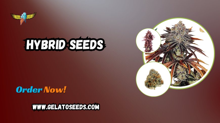 Discover the Best Hybrid Seeds with Gelato Seeds