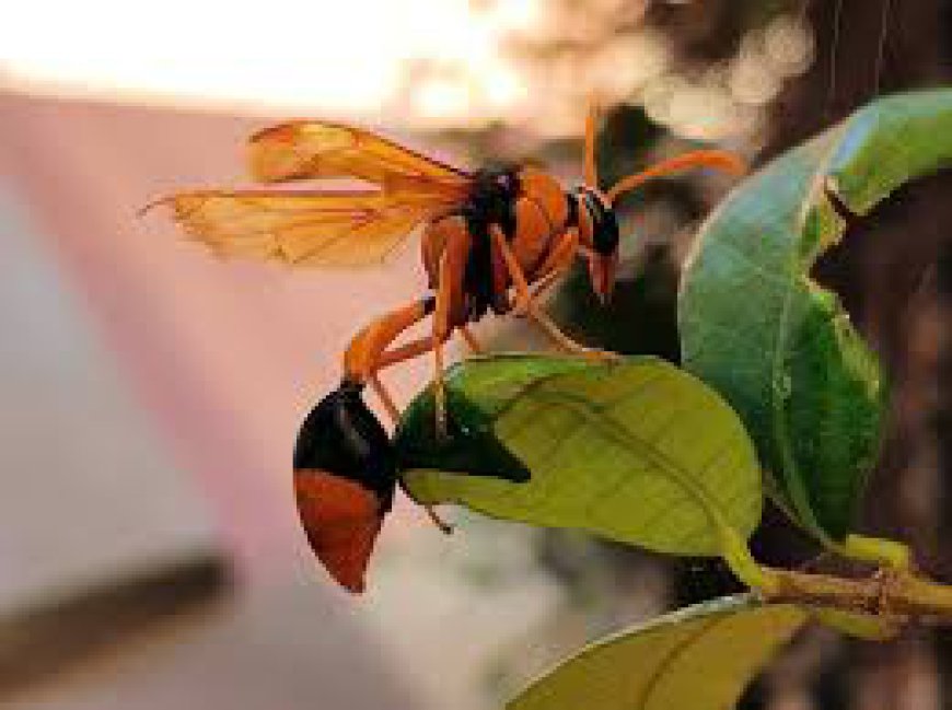 Orange Wasp Australia: Protect Your Home with Enviro Safe Pest Control