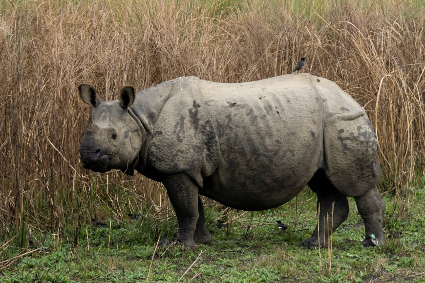 Chitwan Jungle Safari in Nepal