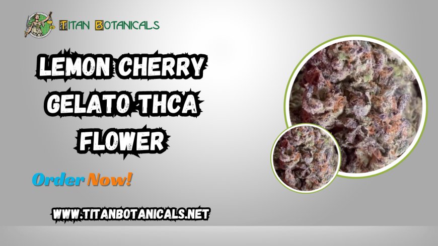 Discover the Delight of Lemon Cherry Gelato THCa Flower