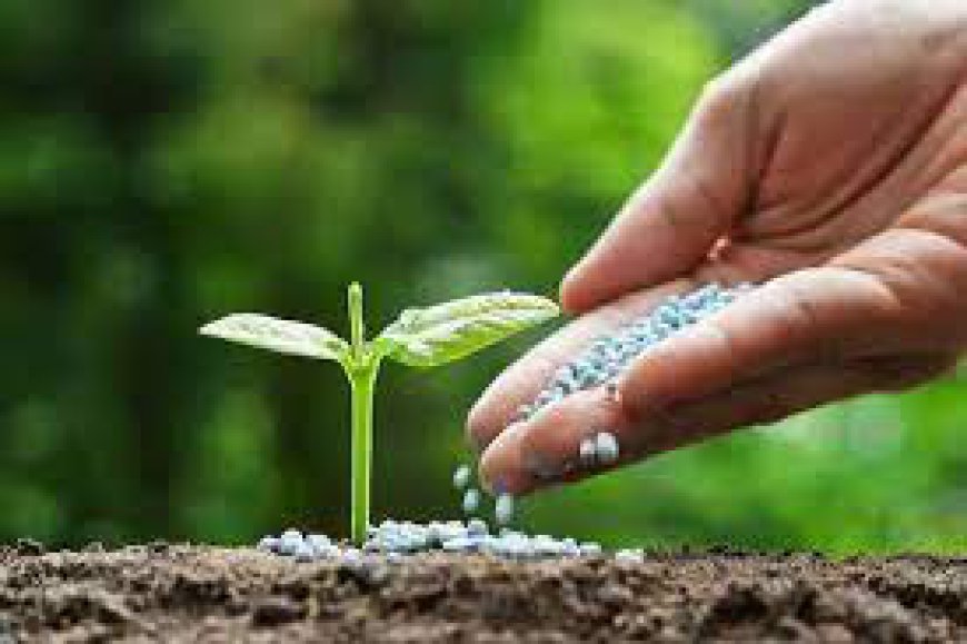 Setting up a Biofertilizer Manufacturing Plant Project Report: Industry Trend and Business Plan