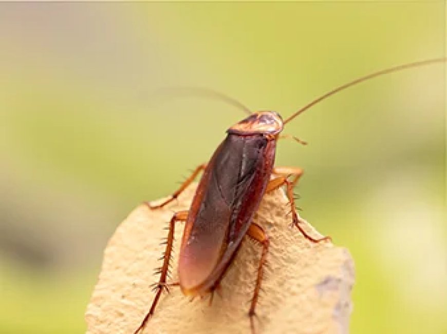 Cockroach Pest Control Services: A Comprehensive Guide by Urban Junggle