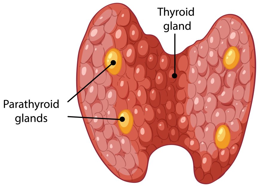 Hydronephrosis Treatment in India – Safe Solution by Pyeloplasty