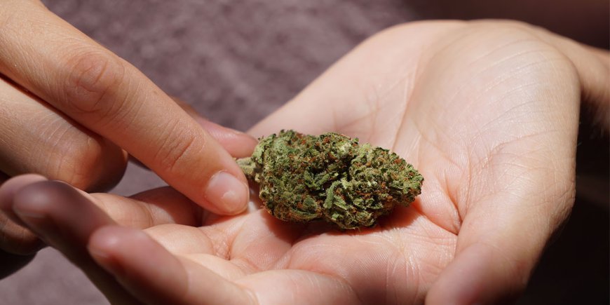 Skip the Line and Discover the Benefits of Weed Delivery Services