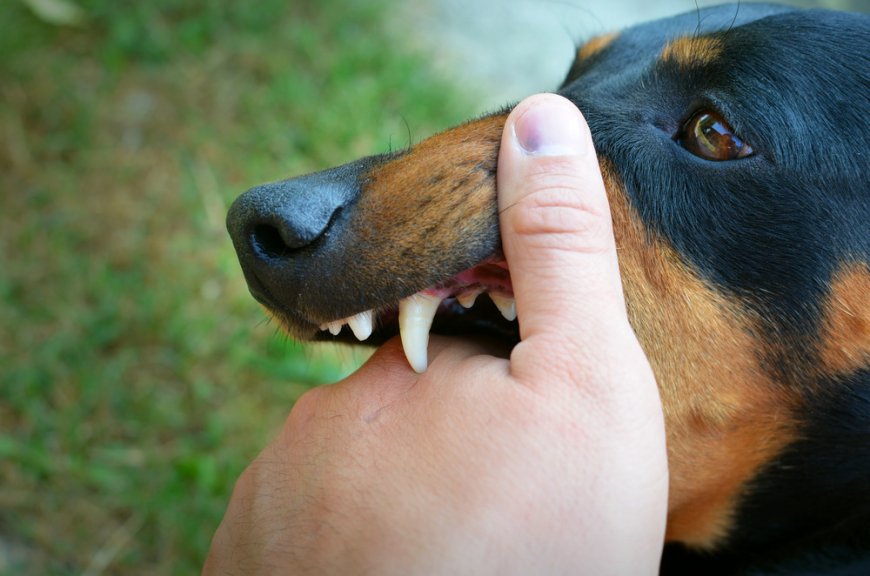 Top Reasons to Hire a Dog Bite Lawyer in Las Vegas After an Attack