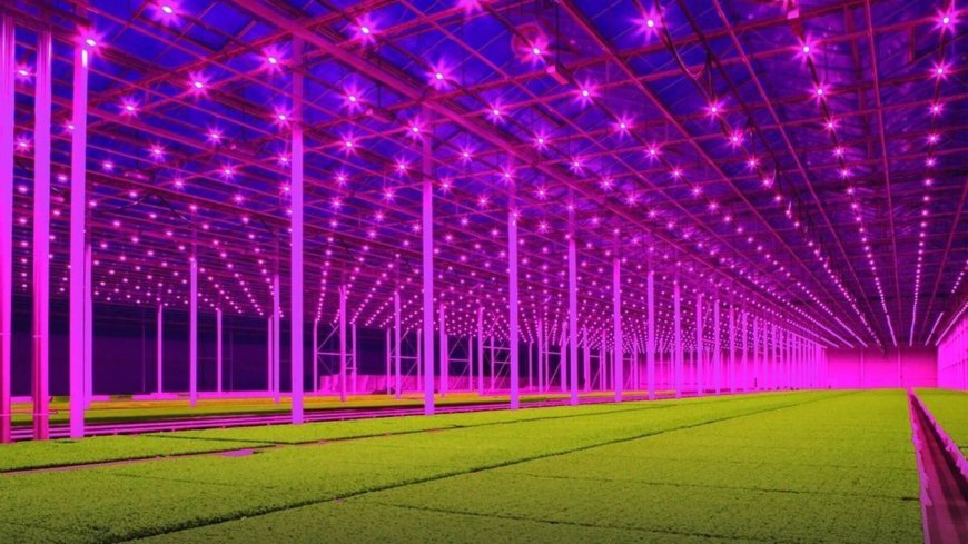 Led Grow Light Market 2029: Comprehensive Report on Size and Key Trends