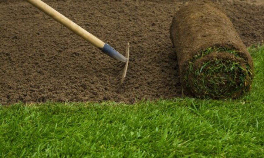 Grass is Greener on Our Side: The Benefits of Premium Sod