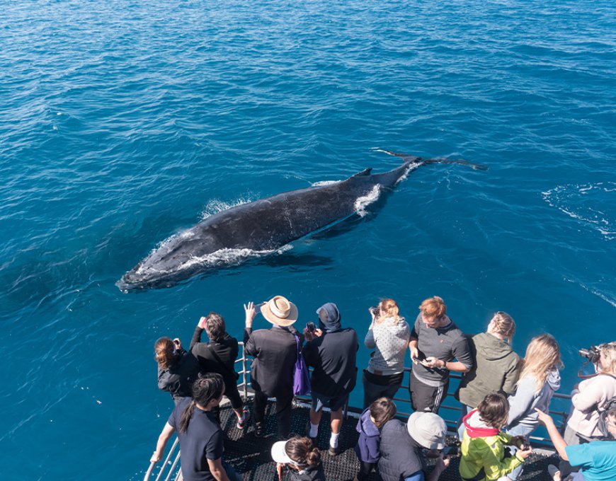 Snap the Perfect Whale Moment on a Sydney Whale-Watching Cruise!