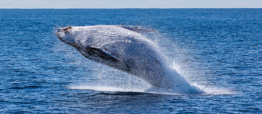 Whale Watching Through Different Cultures: Perspectives from Augusta