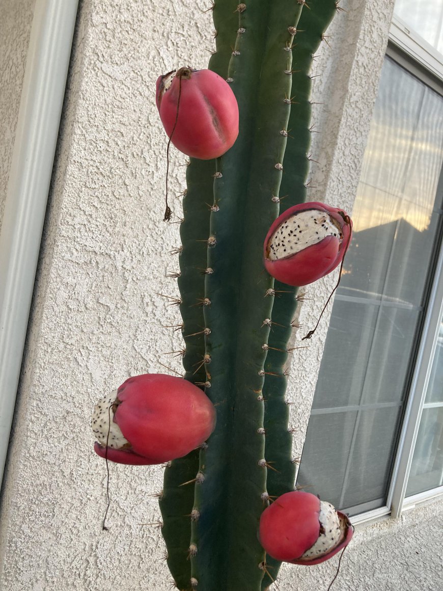 Peruvian Apple Cactus: Varieties and Similar Plants