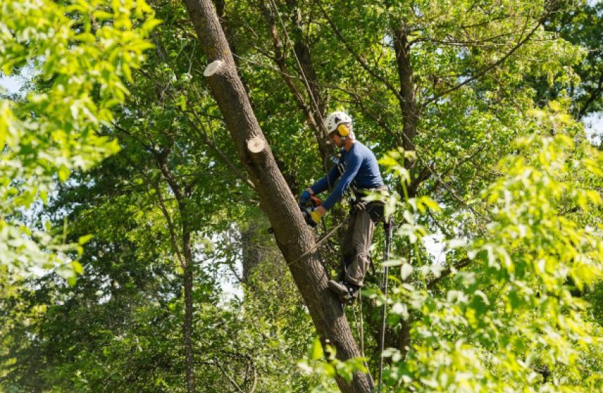 Branch Out Tree Specialist