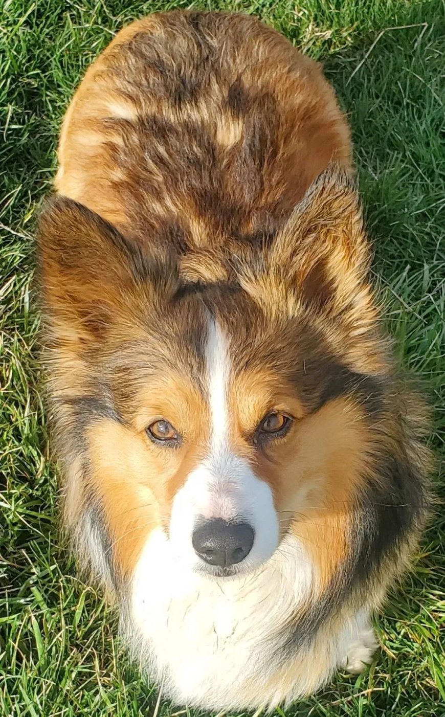 How Genetics Shape Fluffy Gene Corgis Coats!