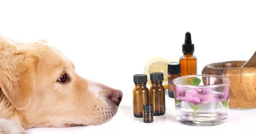 A Simple Guide to Creating a Wellness Plan for Pets