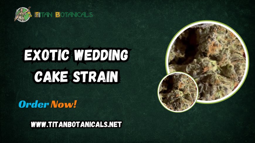 Explore the Exotic Wedding Cake Strain by Titan Botanicals