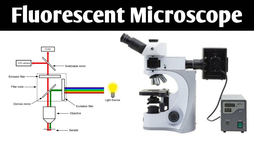 Fluorescence Microscopy Market Analysis, Size, Share, Growth, Trends Forecasts 2023-2030