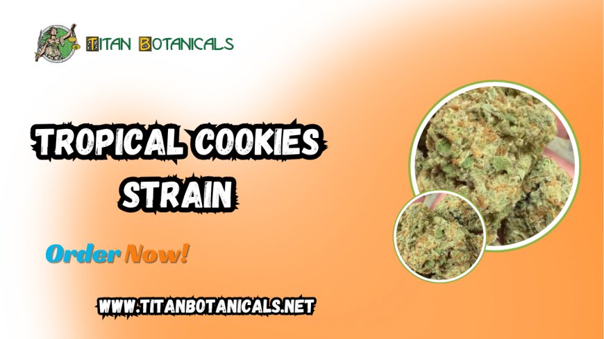 Unlock the Bliss of the Tropical Cookies Strain