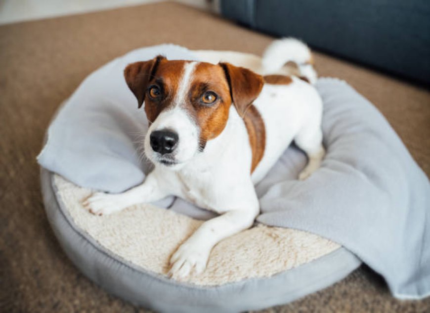 The Ultimate Guide to Dog Beds: Comfort and Care