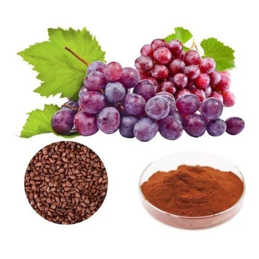 Guide to Setting Up a Grape Seed Extract Powder Manufacturing Plant