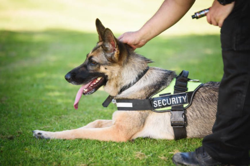 A Day in the Life of Security Dogs in London: How These Canines Keep You Safe