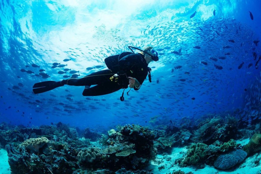 Scuba Diving Tourism Market Analysis, Size, Share, Growth, Trends, and Forecasts by 2031