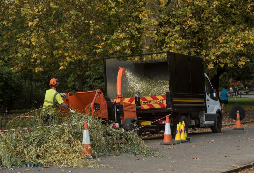 Tree Surgeons in Hertfordshire and North London